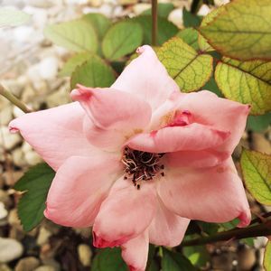 Meet your Posher, Nikki